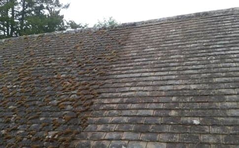 Moss treatment process